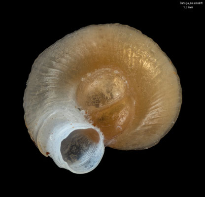 Cupolaconcha sinaiensis - Egypt, Safaga, beachdrift 12/2013 (Vermetidae)