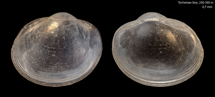 Microglossa pusilla - Italy, North Tyrrhenian Sea, 250-350 m 6/1992 (Yoldiidae)