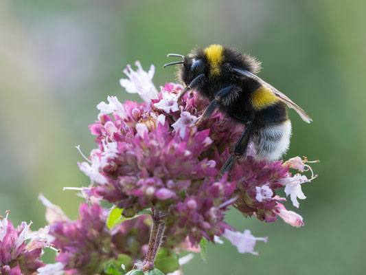 Bombus terrestris - Zornheim, Garten 7/2017 (Dunkle Erdhummel)