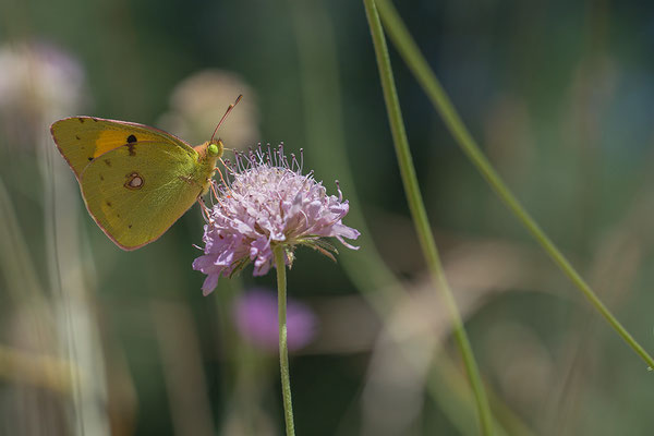 Colias croceus - Spanien, Conil de la Frontera 5/2015 (Postillon)