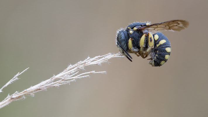 Anthidiellum strigatum - Babenhausen, In-den-Rödern 7/2018 (Kleine Harzbiene)