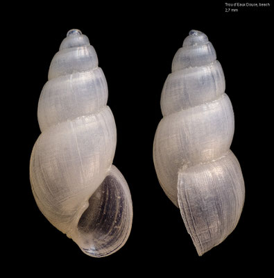 Evalea ? spec. 1 - Mauritius, Trou d´Eau Douce, beach 4/2013 