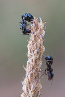Messor cf. bouvieri - Spanien, Costa Brava, nahe Camping de la Vall, an Wegerich (Fam. Ernteameisen)