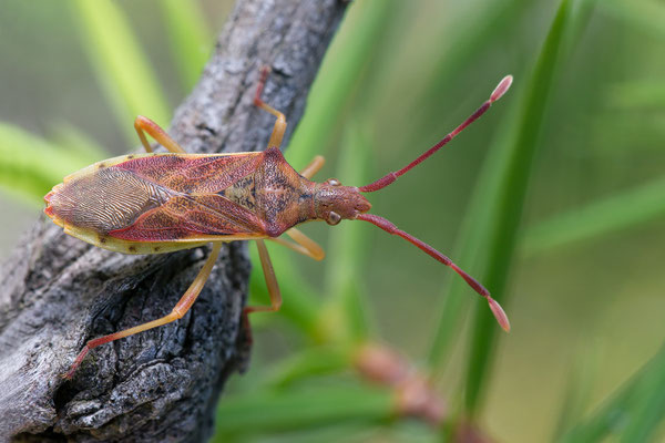 Gonocerus juniperi - Kroatien, Cres, Martinscica, Buschwald 6/2017 (Wacholder-Randwanze)