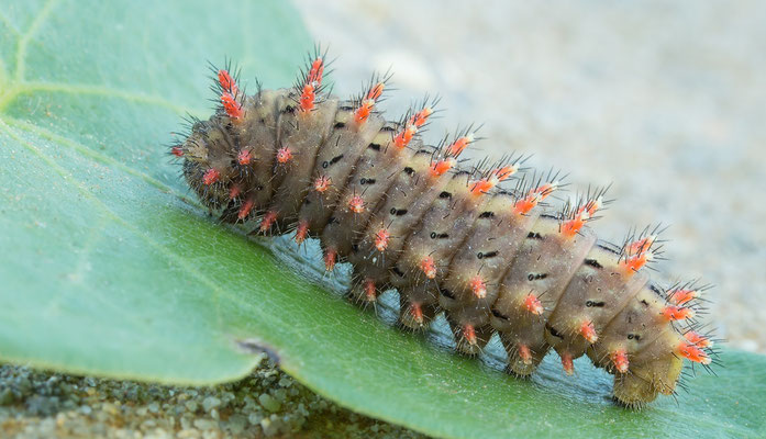 Zerynthia rumina - Spanien, Conil de la Frontera 5/2015 (Spanischer Osterluzeifalter)