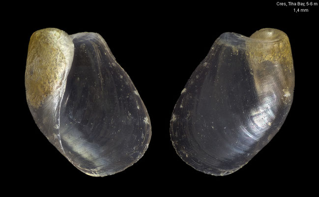 Philinissima denticulata - Croatia, Cres, Martinscica, Tiha Bay, 5-6 m 6/2017