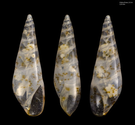 Sticteulima cf. constellata - UAE, Dibba Rock, 2-3 m 2/2014