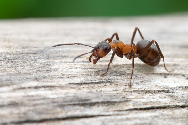 Formica cf. polyctena  - Ober-Olmer Wald, Lichtung, auf Altholz 7/2021 (Kahlrückige Waldameise?)