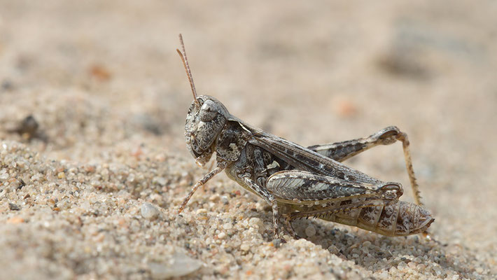 Myrmeleotettix maculatus - Mainz, Düne 8/2015 (Gefleckte Keulenschrecke)