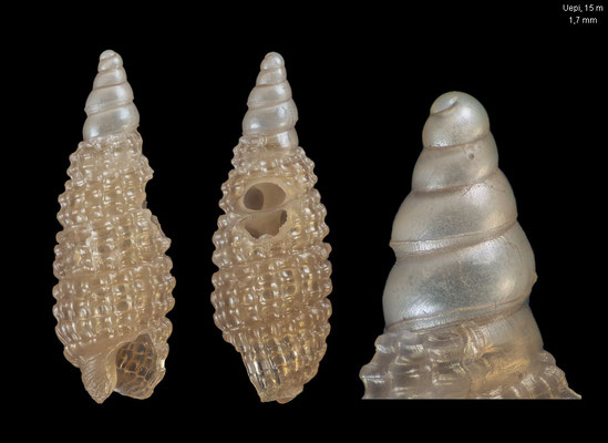 Joculator cf. manneensis - Solomon Is., New Georgia Isl., Marovo Lagoon, Uepi Isl., 15 m 2018