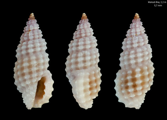 Pseudodaphnella martinsi - Egypt, Makada Bay,  2m 12/2013 