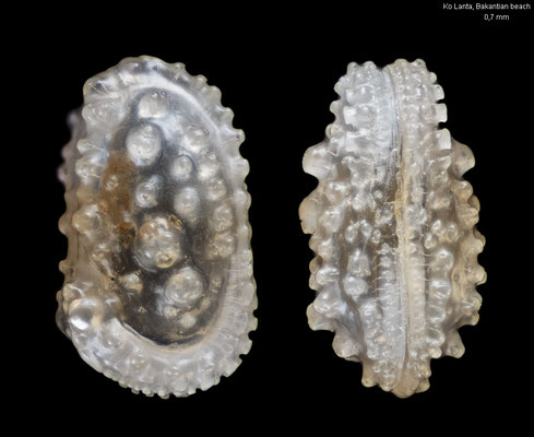 Actinocythereis spec. - Thailand, Andaman Sea, Ko Lanta, Bakantian Beach 7/2016 (Ostracoda, Muschelkrebs)