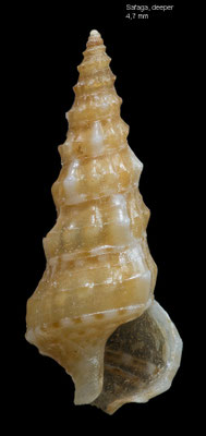 Limatium spec. 1 - Egypt, Safaga 10/2015