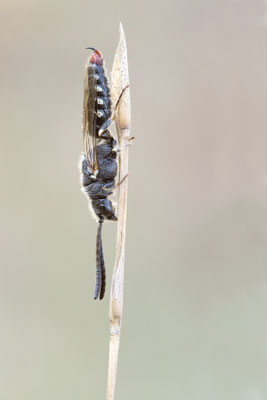 Poecilotiphia rousselii - Spanien, l´Escala 6/2019 (Tiphiidae oder Thynnidae)