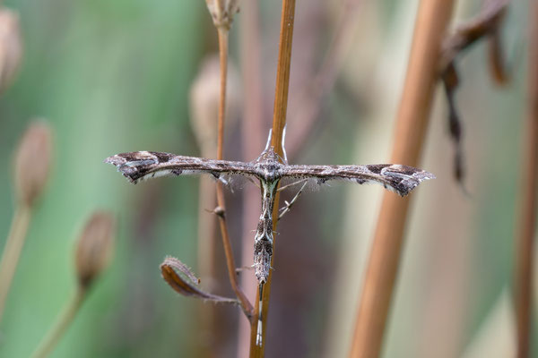 Amblyptilia punctidactyla - Zornheim, Garten 8/2021 (Fam. Federmotten)