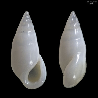 Zebina semiplicata - Mauritius, Gris Gris, beach 2015