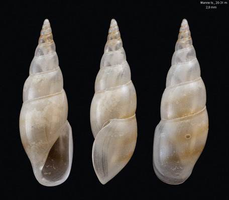 Sabinella spec. 6 - Papua New Guinea, Manne Island, 20-31 m 12/2012