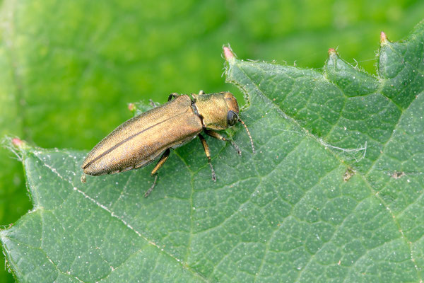 Agrilus viridicaerulans rubi - Guntersblum, Brombeere 7/2021