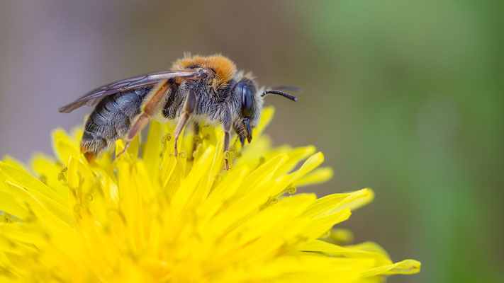 Andrena haemorrhoa - Mommenheim, Teichgebiet 4/2014 (Rotschopfige Sandbiene)