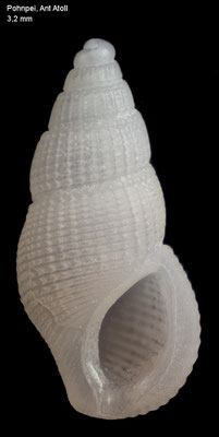 Stosicia mirabilis - Micronesia, Pohnpei, Ant Atoll 2016