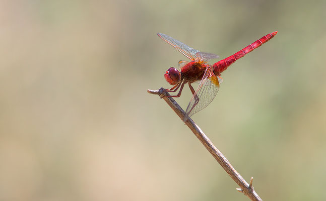 Crocothemis erythraea - Kroatien, Losinj 6/2014 (Feuerlibelle)