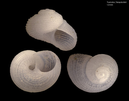Collonista spec. 2 - French-Polynesia, Tuamotus, Takapoto Atoll, beach 2016? 