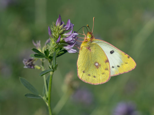 Colias cf. hyale ♀ - Zornheim, Selzer Berg 9/2015 (Weißklee-Gelbling?)
