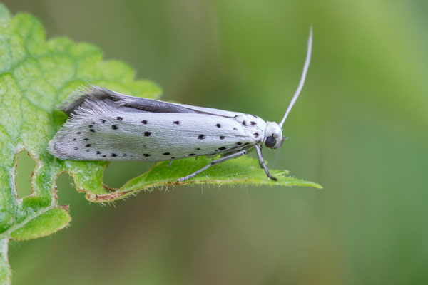 Yponomeuta cf. malinellus - Zornheim, Gehölzrand am Bach 7/2016 (Apfel-Gespinstmotte?)