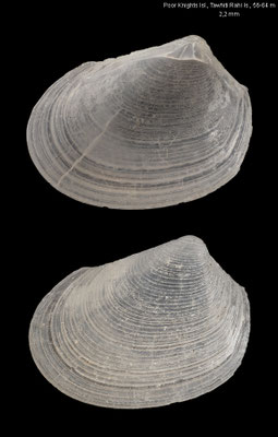 Epicodakia neozelanica - New Zealand, Tawhiti Rahi Island, 56-64 m 9/2001