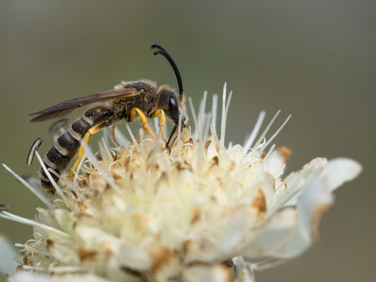 Halictus scabiosae ♂ - Zornheim, Garten, Alpen-Schuppenkopf 8/2017 (Gelbbindige Furchenbiene)