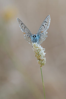 Polyommatus cf. icarus - Kroatien, Cres, Vidovici 6/2017 (Hauhechel-Bläuling?)