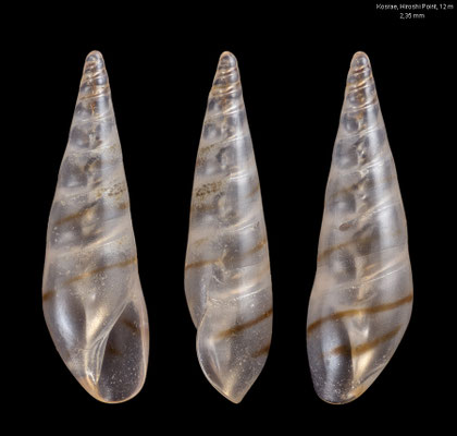 Hemiliostraca spec. 8 - Micronesia, Kosrae, Hiroshi Point, 12 m 3/2016
