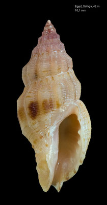 Cytharomorula dollfusi - Egypt, Safaga, divesite: Panorama reef, 42 m 12/2013