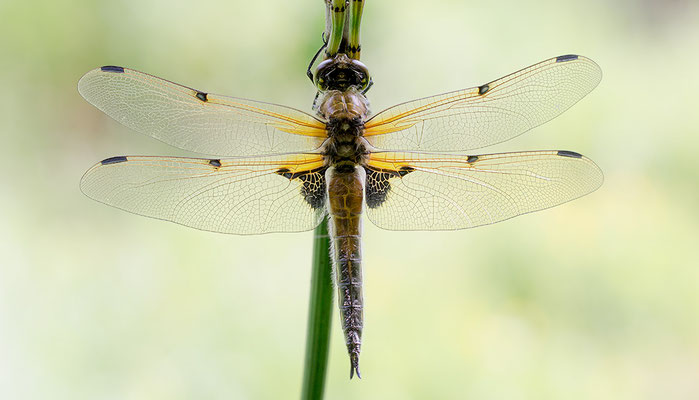 Libellula quadrimaculata - Zornheim, Garten, Teich 5/2016 (Vierfleck)