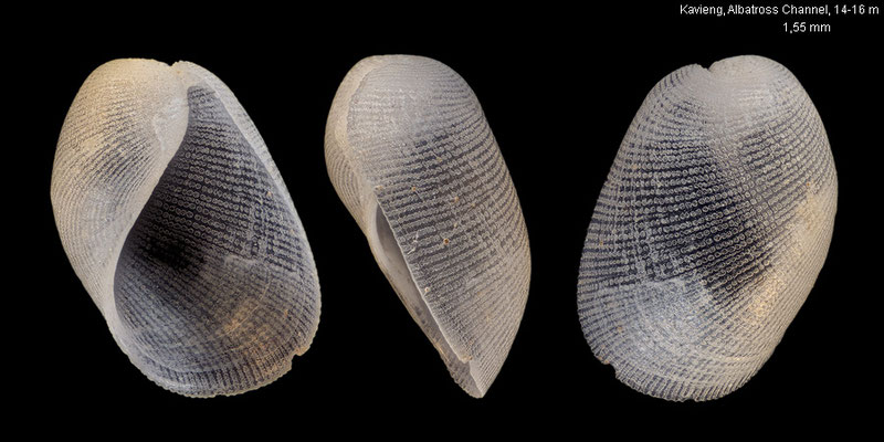 Philine spec. 6 - Papua New Guinea, New Ireland, off Kavieng, Albatross Channel, 14-16 m 12/2012