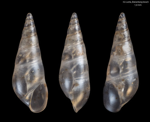 Sticteulima spec. 8 - Thailand, Andaman Sea, Ko Lanta, Bakantian Beach 7/2016