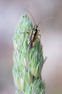 Stenotus binotatus - Kroatien, Cres, Camp Slatina 6/2017 