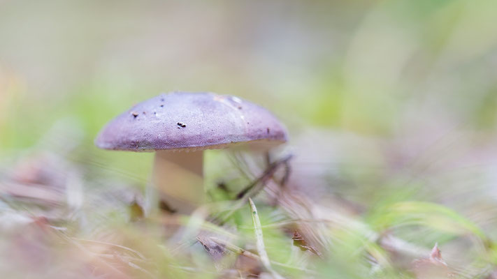 Russula cf. violacea - Schaafheim, Wald 9/2017  (Violetter Täubling)