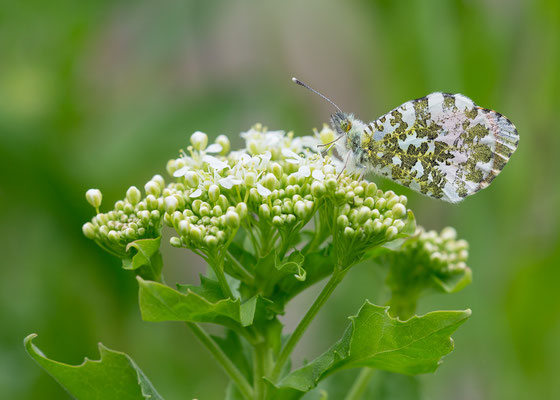 Anthocharis cardamines - Zornheim, Garten, Pfeilkresse 4/2017 (Aurora)