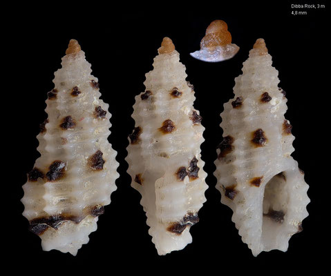 Pseudodaphnella spec. 8  - UAE, Dibba Rock, 3 m 2/2014 