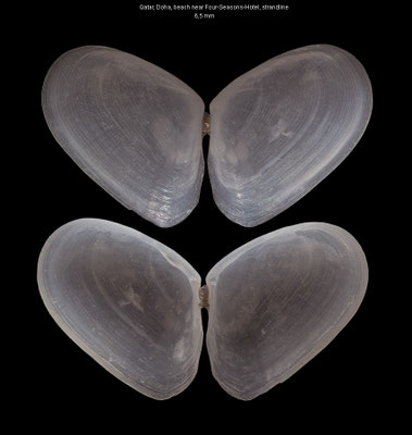 Iridona cf. methoria - Qatar, Doha 11/2016 (Tellinidae)
