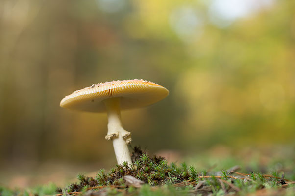Amanita muscaria - Schaafheim, Schneise 11/2014 (Fliegenpilz)