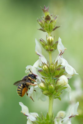 Anthidium manicatum - Zornheim, Garten, Aufrechter Ziest, 6/2021 (Garten-Wollbiene)