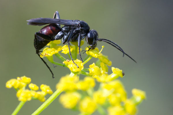 Arachnospila? spec. - Zornheim, Garten, an Pastinak 8/2019 (Wegwespe)