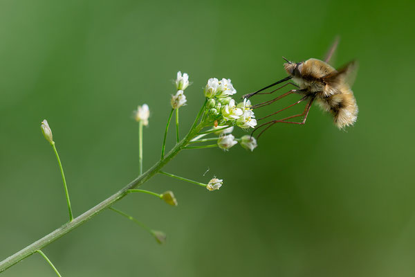 Bombylius major - Lennebergwald 4/2015 (Großer Wollschweber)