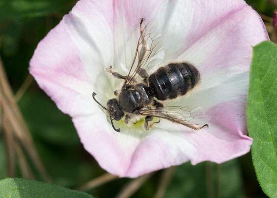 Systropha planidens ♂ - Zornheim, Südhang, Weinberg 6/2018 (Flachzahn-Spiralhornbiene)