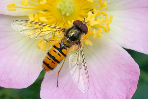 Episyrphus balteatus - Selzufer bei Hahnheimer Bruch, auf Rose 5/2020 (Hainschwebfliege)