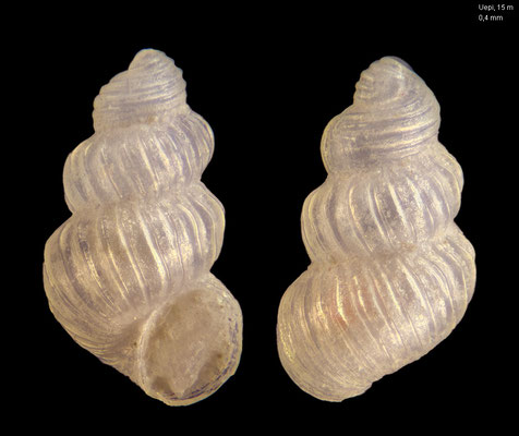 Scalaronoba spec. 1 - Solomon Islands, Marovo Lagoon, Uepi Isl., 15 m 2018 