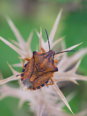 Carpocoris cf. pudicus - Kroatien, Losinj, Autocamp Lopari 6/2014 (Fam. Baumwanzen)