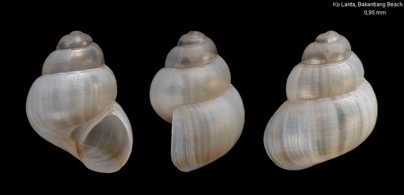 Voorwindia (or Lucidestea?) spec. 1 - Thailand, Ko Lanta, Bakantian Beach 7/2016